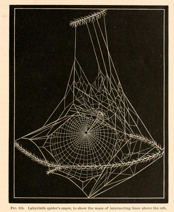 american spiders and their spinning work