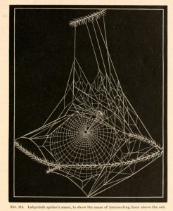 american spiders and their spinning work