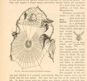 american spiders and their spinning work