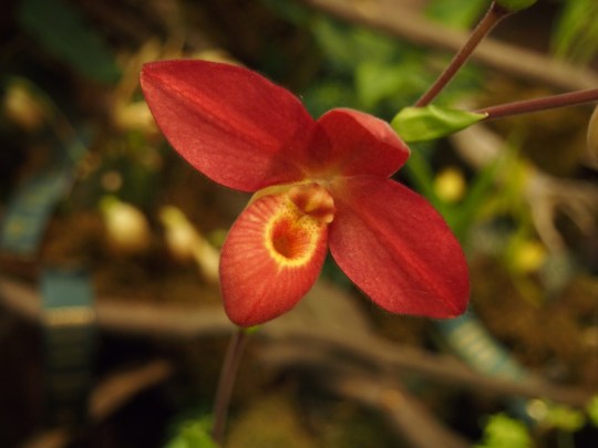 toronto orchid show 2016