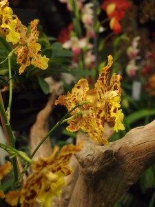 purple orchid blossom toronto orchid show 2016