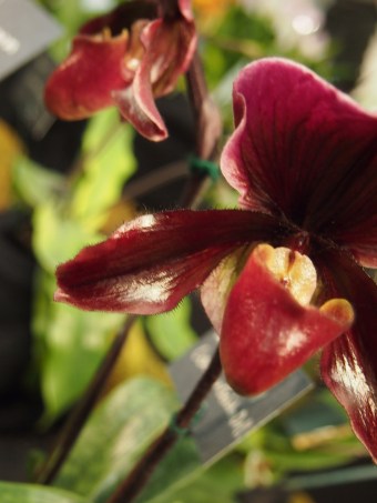 red orchid blossom toronto orchid show 2016