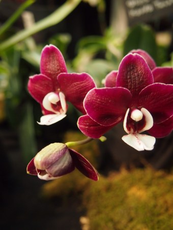 red orchid toronto orchid show 2016