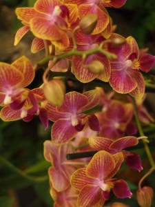 pink yellow orchid flower