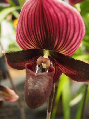 dark red and purple orchid flower toronto orchid show 2016