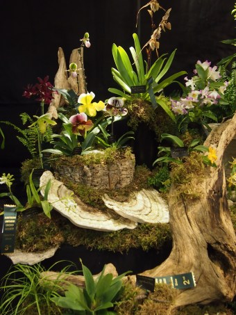 toronto orchid show 2016