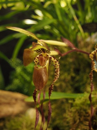 toronto orchid show 2016