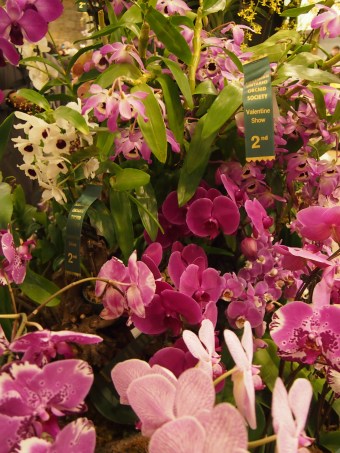 toronto orchid show display 2016