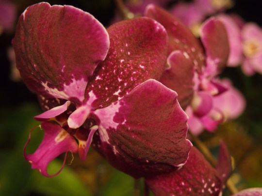 dark red and pink orchid flower toronto orchid show display 2016