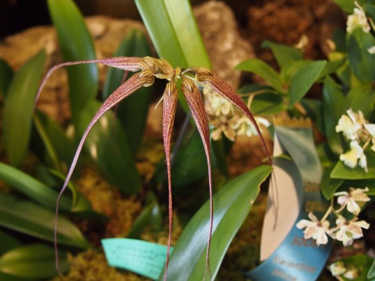 spider orchid toronto orchid show 2016