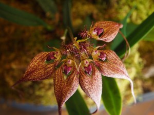 toronto orchid show 2016