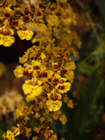 yellow orchids toronto orchid show 2016