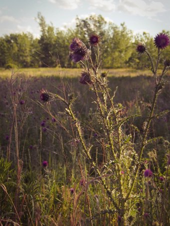 thistle plant