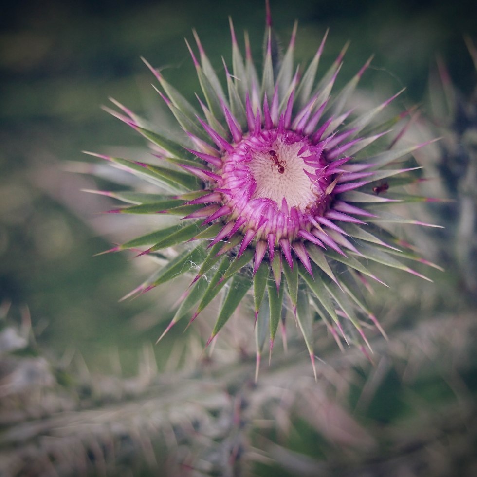 thistle flower