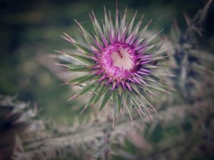 thistle flower