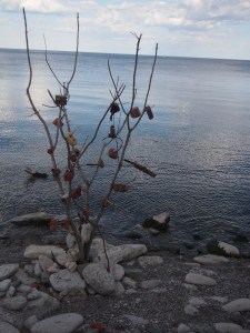 tommy thompson park toronto