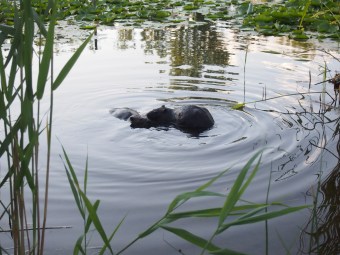 two beavers swimming tommy thompson park toronto