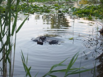 two beavers swimming tommy thompson park toronto