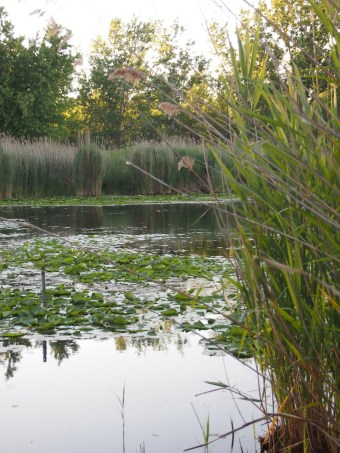 two beavers swimming tommy thompson park toronto