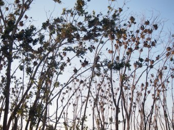 bird sanctuary tommy thompson toronto