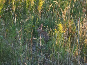 tommy thompson park toronto