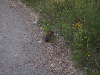 tommy thompson park toronto
