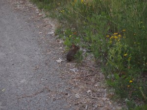 tommy thompson park toronto