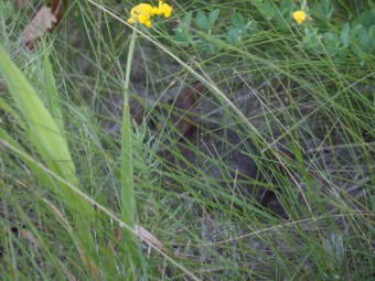 baby bunny hiding in grass