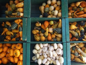 assorted novelty gourds