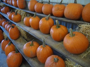 rows of pumpkins