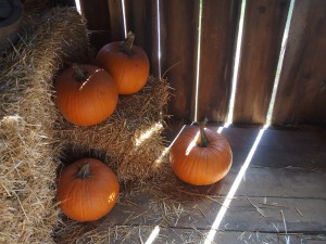 pumpkins in barn light