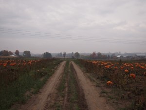 autumn road farm country ontario