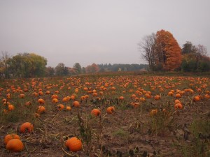 pumpkin patch linton's farm market