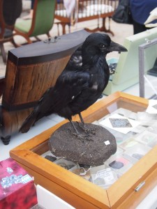 cabinet of curiousities cabinet of curiousities dundas ontario aberfoyle antique market ontario