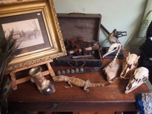 antique skulls and taxidermy aberfoyle antique market