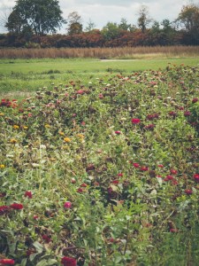 field of autumn flowers