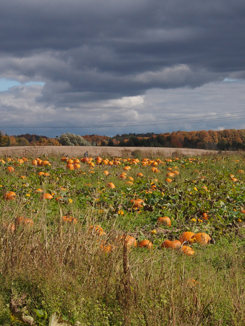 pumpkins in the field october