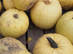 yellow pumpkins piled up