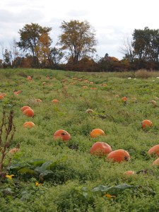 pumpkins in the field october