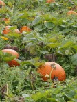 pumpkins in a patch