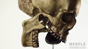 eric mesple skull hourglass