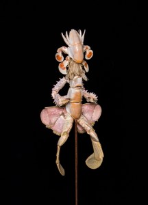 Cedric Laquieze fairy sculpture 3