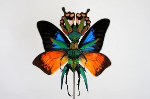 Cedric Laquieze fairy